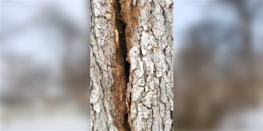 You could see ‘exploding trees’ in the winter storm. Here’s why that happens.