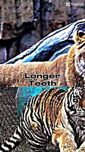 Liger Vs. Siberian Tiger