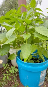 Pruning the lower leaves of my pepper plants now that they’ve started budding! This helps the plant focus its energy on fruiting 🌶✨ #GardeningTips #PepperPlants #ContainerGarden | Che Thompson