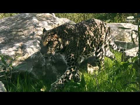 Java-Leoparden beziehen neues Zuhause im Tierpark Berlin - Java leopards explore their new habitat