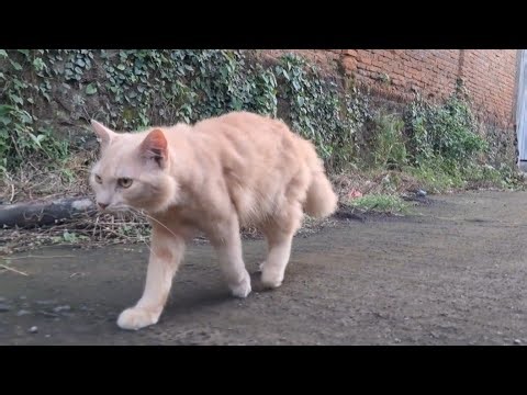 Cute cat walk outside || cat relaxing