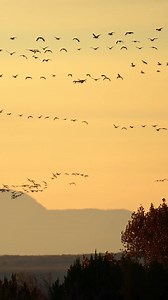 A golden sunrise in New Mexico's Bosque del Apache national wildlife reserve presented astounding views of overwintering birds. Formations of snow geese blotted out portions of the morning sky as they moved from their nightly roost to nearby areas to forage. Wintertime in this area is truly unique - from the mixed riparian, grassland, and desert biome to the many species that inhabit the area, the bosque is a treasure! #snowgeese #migration #sonyalpha #earthcapture #wildlifeplanet | Neal Parekh