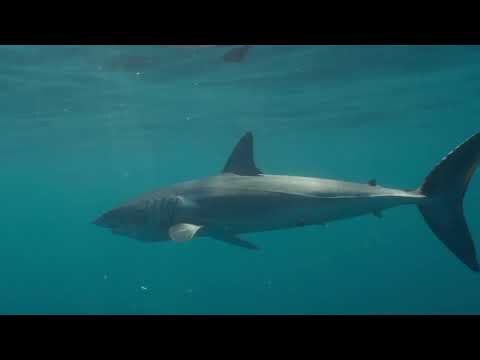 4K Sharks Cabo San Lucas | Mako and Blue Sharks Baja Mexico. #stockfootage #bajamexico #sharks