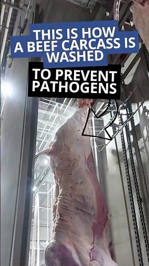 Beef Carcass Lactic Acid Wash Cabinet | Pathogen Control | MECANOVA #meatindustry