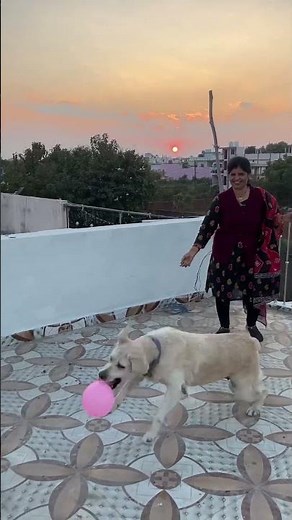 Balloon Popping 🎈cute dog 🐕