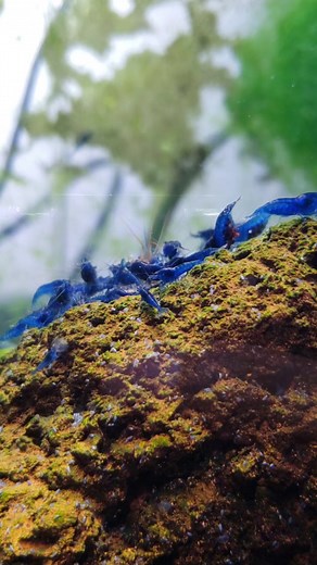 Shrimp Tank Cyclops: Exploring the World of Shrimp Scoops