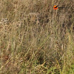7.2K views · 203 reactions | Those aren't birds you hear chirping. It's four cheetah cubs (yes, four!) calling for their mother. Will they find her?  Simon Vegter | Wild Wings Safaris | Facebook