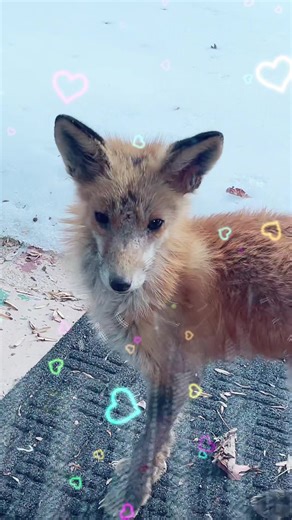 It’s common for people from my home planet of Freddderly to suddenly turn into a forest creature!! My sister now and then instantly becomes a squirrel!! 🐦‍⬛🫎🦤🦝🦃🦨 #thefredshow #fred #extraterrestrial #fox