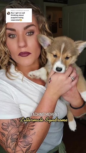 Cute Corgi Puppies Learning with Babies Commentary