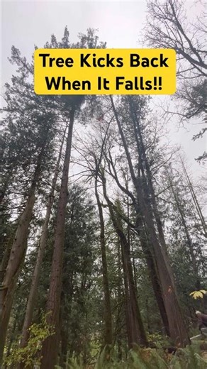 Tree Kicks Back When It Falls #forest #nature #helpmemakethismakesense #hiking