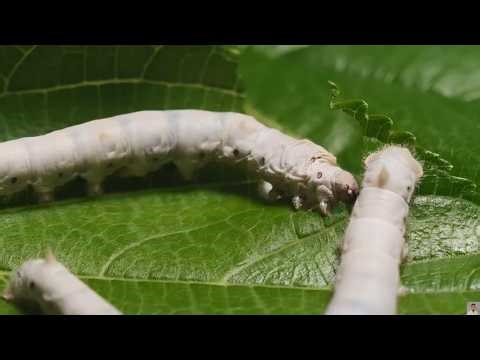 The Secret Engineering of Silkworms (ANALYSIS.) documentary bio.