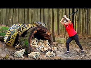 How to Harvesting Anaconda Frog & Go to Market Sell | BRAVE female hunters capture ferocious Python