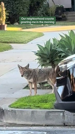 Coyote Sighting in California Neighborhood