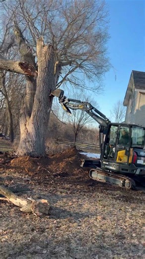 Dead dangerous limb falls off a tree
