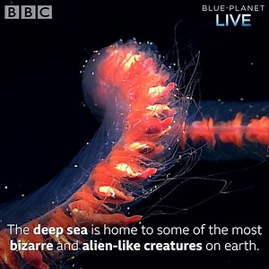 An animal with no mouth, no gut and no anus. Welcome to the weird and wonderful world of The Deep. #BluePlanetLive | BBC Earth