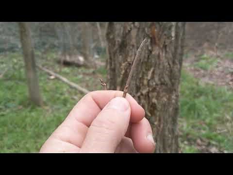American Elm - Winter Tree ID