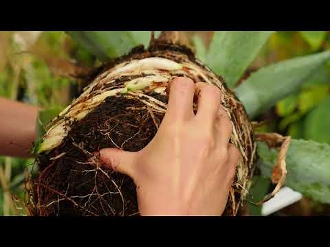 Agave americana - Propagation by dividing