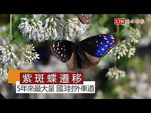 林內紫斑蝶遷移爆5年最大量 國3封外車道