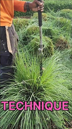 TRIMMING Muhly grass like a PRO "LANDSCAPING hacks" #mowing