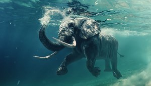 Can Elephants Swim? Rajan The Elephant Shows These Giant Sea-Farers Are Not Strangers To Water