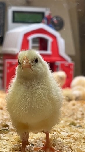 5.5K views · 51 reactions |  Spider-Man characters and baby chicks: the mashup you didn't know you needed. ️ Reserve tickets now to visit Spider-Man: Beyond Amazing — The Exhibition this holiday weekend! msichicago.org/explore/whats-here/exhibits/spider-man | Griffin Museum of Science and Industry | Facebook