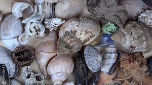 Collection of seashells shell conch cockleshell for backgrounds. turntable