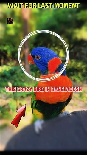 This Bangladeshi Bird 😅🇧🇩🔥#trending #bangladesh #viral #fyp #shorts #funny #viralshorts
