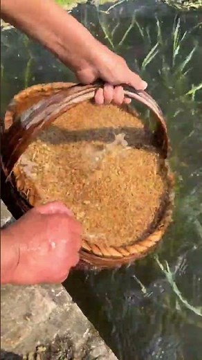Wheat cold water washing process