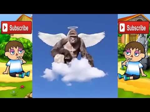 HARAMBE Meme Compilation AUGUST 2016