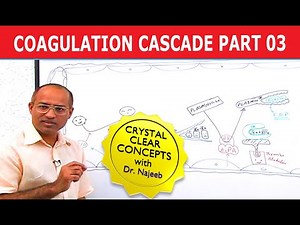 Coagulation Cascade | Part 3/12