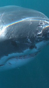 133K views · 3.4K reactions | Let’s just call these love tattoos 﫢 #SharkWeek returns July 7 on Discovery, and make sure you join our Only Fins broadcast channel to learn more about shark mating!  | Shark Week | Facebook