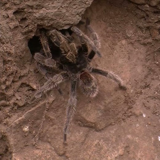 Zombie Spiders #zombies #spiders #shorts