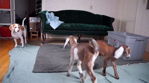 Cute dog bonds with baby goats on their very first day