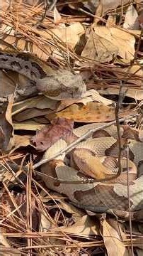 Vipers Basking on a Mild Winter Day! Georgia Herping