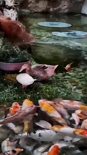 You've seen ducks eat fish! Have you ever seen ducks feed fish?