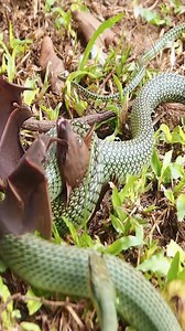 Snake hunting bats #snake #nature #bat #animal | Videos 66