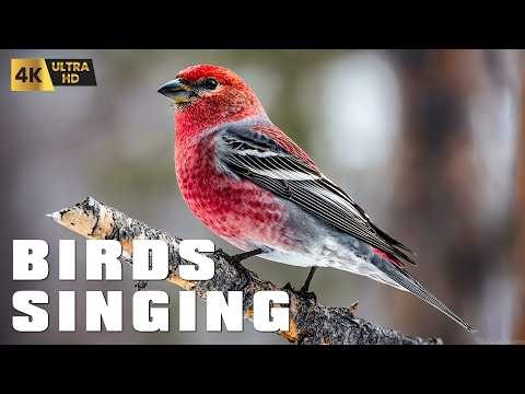 11 Hours of Peaceful Birdsong - Relaxing Nature Sounds for Deep Sleep & Stress Relief