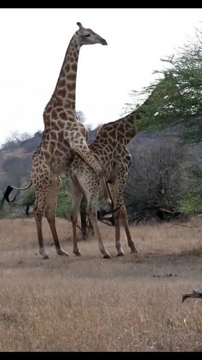 Incredible Giraffe Mating Moment in Masai Mara, Kenya