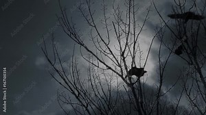 Scary crows in gloomy forest. One raven perching in bare tree branches screaming to raise an alarm and crow birds flying off against dramatic cloudy sky.