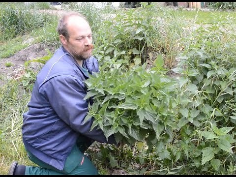 Brennnessel - 6 Verwendungsarten