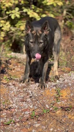 Basic obedience training ￼