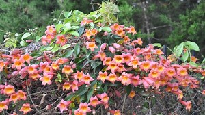 Go vertical with vines along walls, trellises and fences