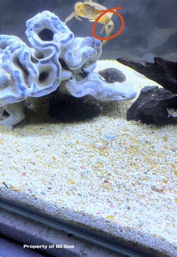 Mantis Shrimp Fights: The Underwater Power Punch