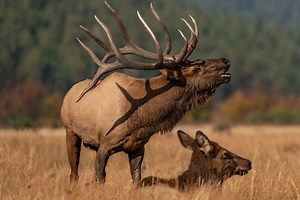 12 Hard Truths About Elk Hunting in the West - Game & Fish