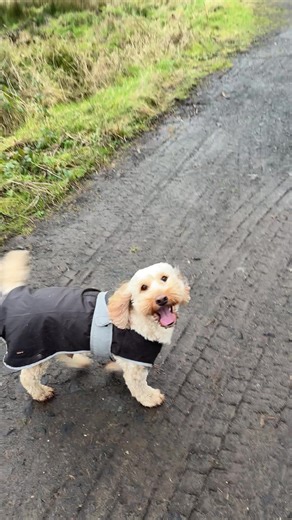 My bestie Bobby the cockapoo; perro feliz 😊 #cutedog #dogwalk #doglove #dogfriends #doglife