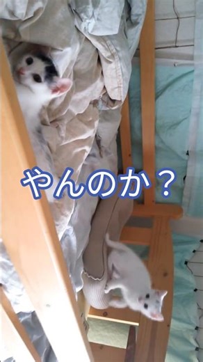 やんのか！やんのかステップからの先制攻撃、そして逃亡【白猫ショート動画】 @shorts #猫好き #catshorts #shorts #whitecat #やんのかステップ #cute