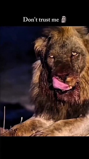 Scarface, the famous lion from Kenya’s Maasai Mara National Reserve, died on #viral #motivation 👽