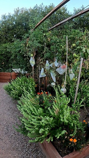 11K views · 97 reactions | So I finally caved and put some netting bags on the last of my tomatoes to protect them from the birds  I don't normally mind losing a couple here and there to the birds but wanting to make the most of the last ones before ripping them out. Have you used these before? Have they worked? | Ash's Backyard Garden | Facebook