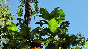 Tree stem and leaf unde a clear blue sky
