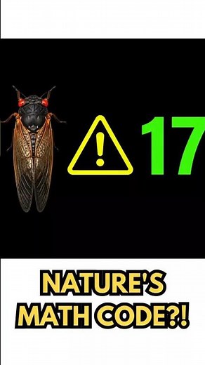 Why These Swarming Cicadas Baffle Modern Mathematicians 📐❌